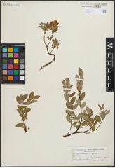 Foto von Salix hastata L. x Salix repens L.